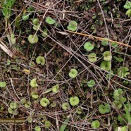 Dichondra repens.convolvulaceae.indigène? (1).jpeg